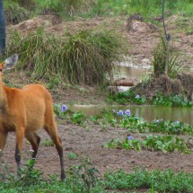 Deer (female) with large ears